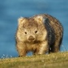 Vombat obecny - Vombatus ursinus - Common Wombat 5118